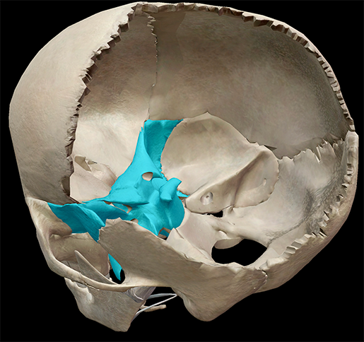 3d Skeletal System Function Of The Sphenoid 9148